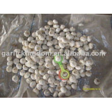 Sell 2010 Fresh Garlic